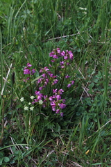 Pedicularis nordmanniana