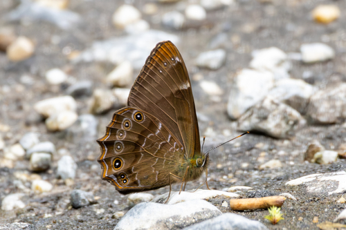 Common Woodbrown