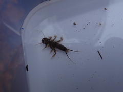 Hesperoperla pacifica