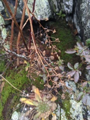 Rubus canadensis