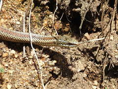 Philodryas chamissonis