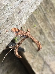 Amblyptilia pica