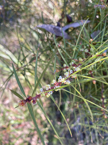 Furze Hakea (Hakea ulicina)