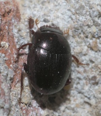 Pseudocanthon perplexus