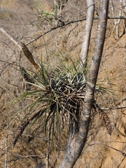 Tillandsia jaliscomonticola