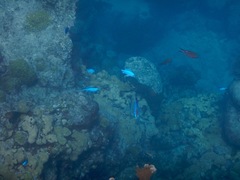 Blue Chromis