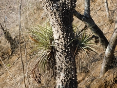 Tillandsia jaliscomonticola