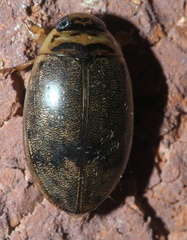 Thermonectus nigrofasciatus