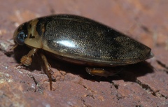 Thermonectus nigrofasciatus
