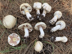 Agaricus didymus