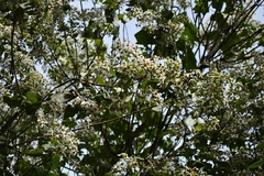 Montanoa leucantha