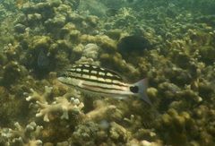 Lutjanus decussatus
