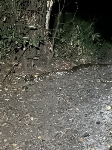Coastal Carpet Python sighting
