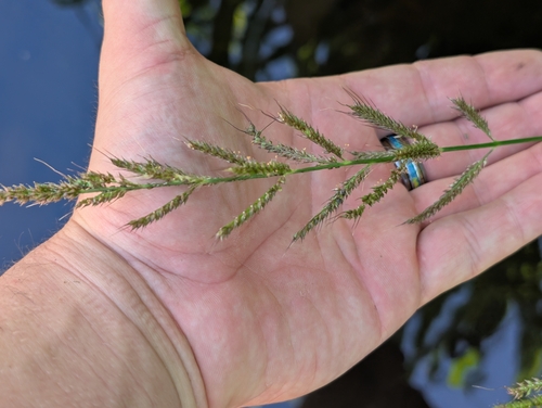 Echinochloa crus-galli observed 2025-09-26