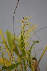 Stelis poasensis