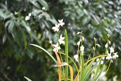 Cuitlauzina pulchella