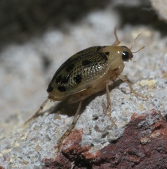 Peltodytes litoralis