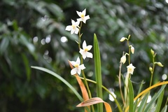 Cuitlauzina pulchella