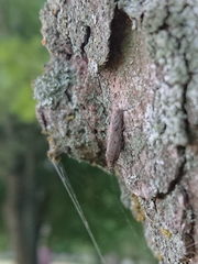 Phaeosaces