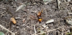 Vespa mandarinia japonica
