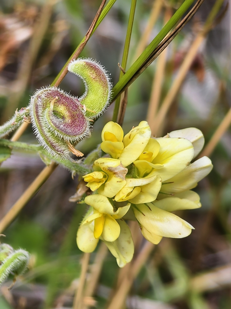 Medicago glomerata
