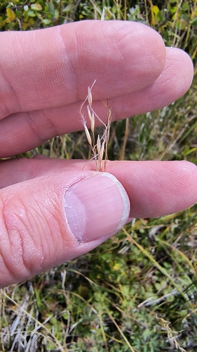 Porter's false needlegrass (Ptilagrostis porteri)