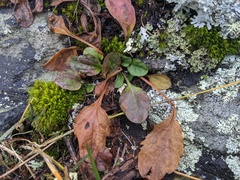 Micranthes caroliniana