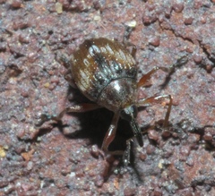 Nanodactylus obesulus