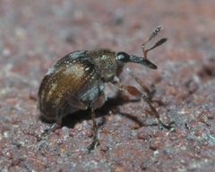 Nanodactylus obesulus