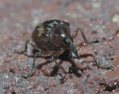 Nanodactylus obesulus