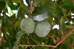 Olmediella betschleriana