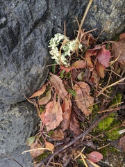 Micranthes caroliniana