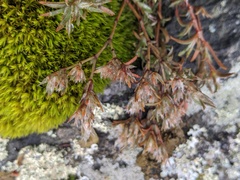 Paronychia argyrocoma