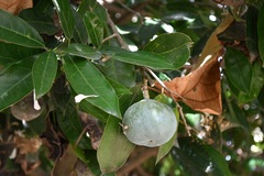 Olmediella betschleriana