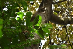 Citharexylum mocinoi