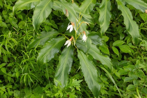 Hedychium spicatum, photograph 1