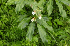 Hedychium spicatum, photograph (c) dhfischer, some rights reserved (CC BY)