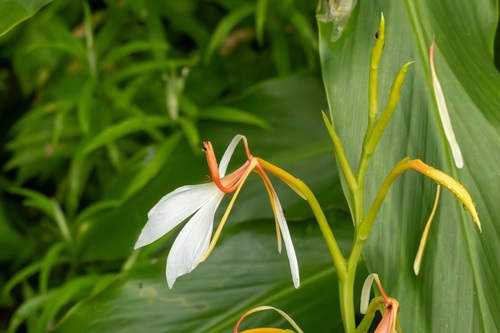 Spiked Ginger Lily (Hedychium spicatum)