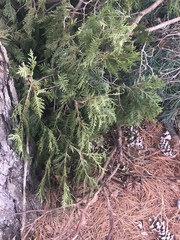 Cupressus × leylandii