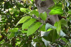Citharexylum mocinoi