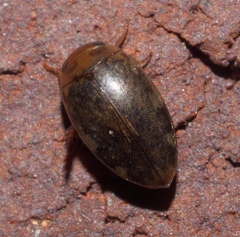 Laccophilus proximus