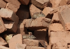 Elephantulus brachyrhynchus