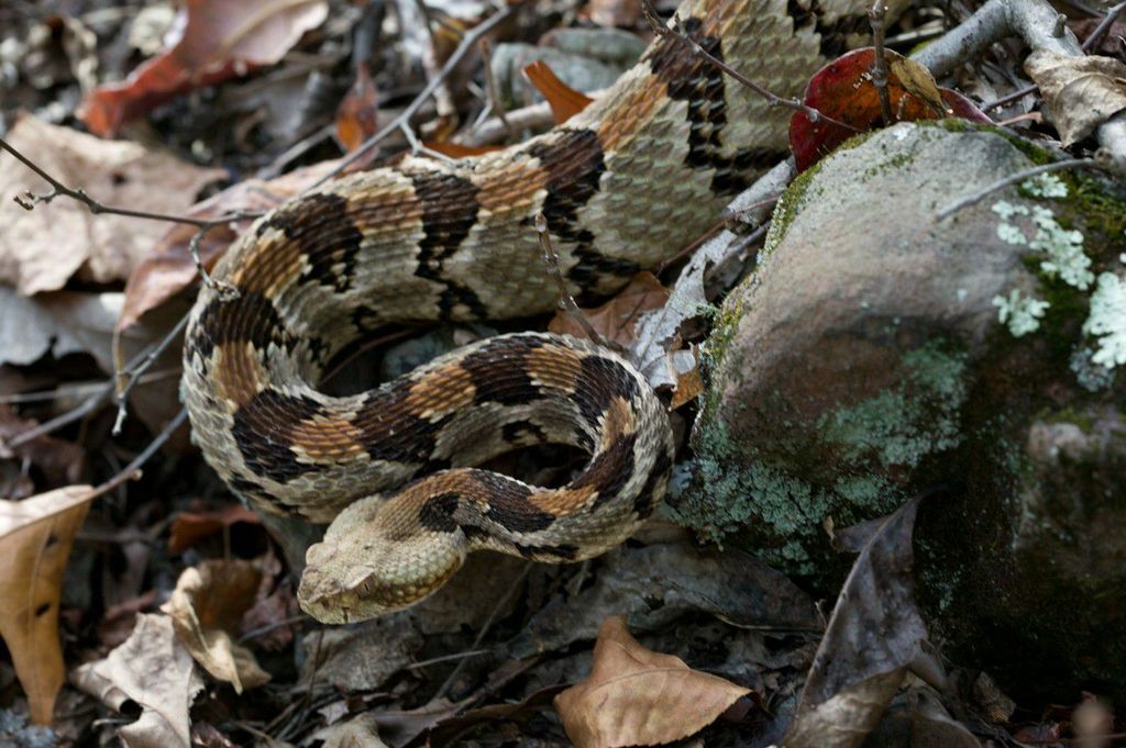 Timber Rattlesnake in October 2003 by Kory Roberts · iNaturalist