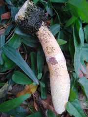 Itajahya galericulata