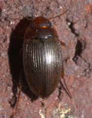 Copelatus glyphicus