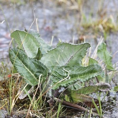 Senecio smithii