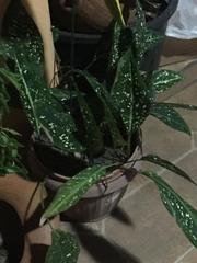 Dieffenbachia