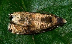 Olethreutes appendiceum