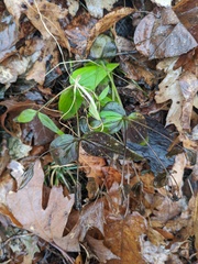 Gentianella quinquefolia