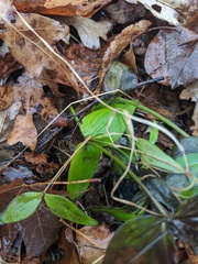Gentianella quinquefolia